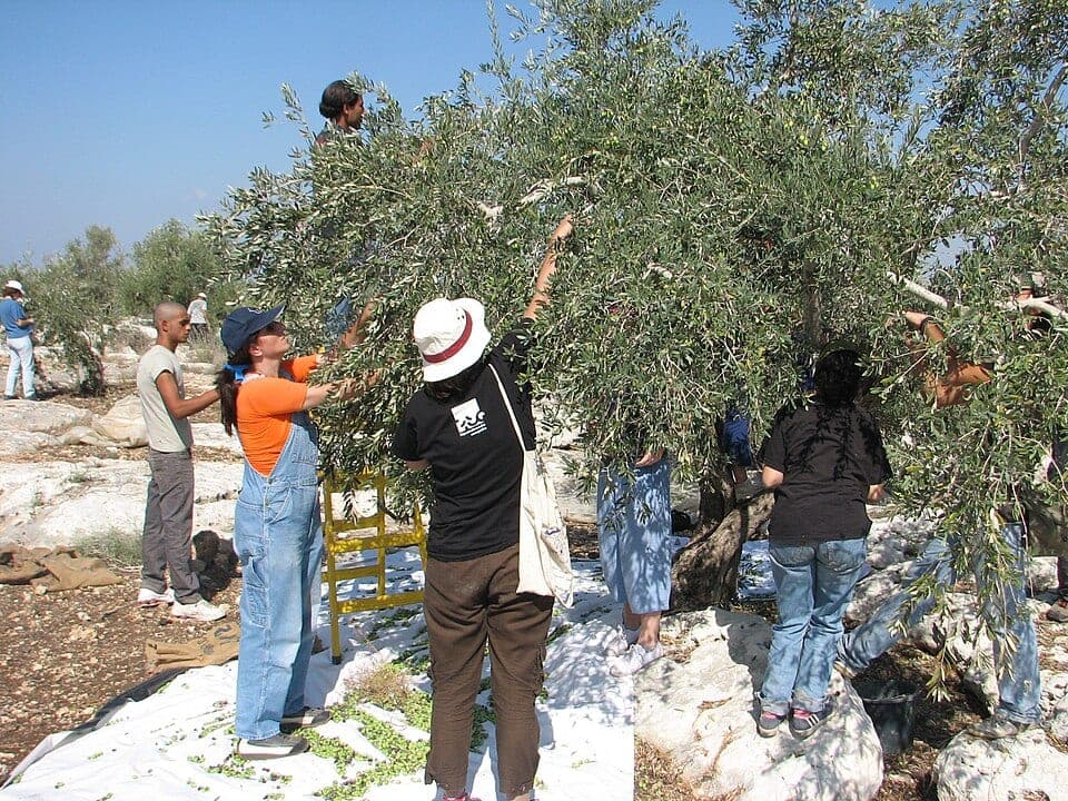 Settler attacks in the West Bank are at the highest pace the UN has recorded